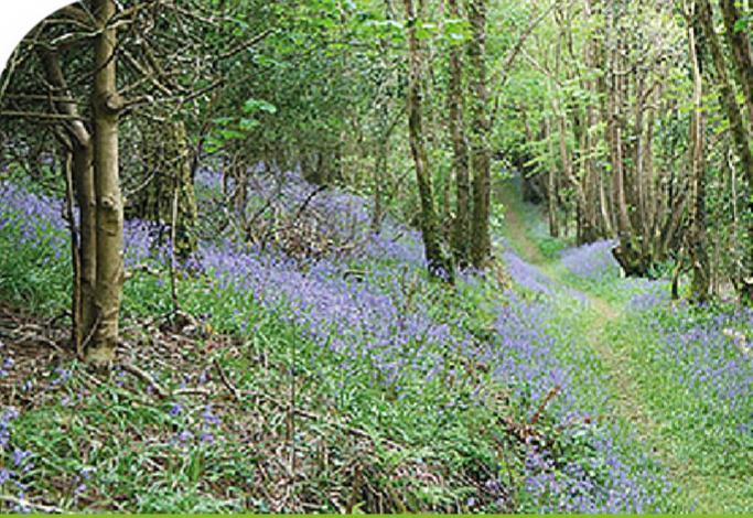Peregrine Lodge - Idillic Cornwall Retreat Liskeard Extérieur photo